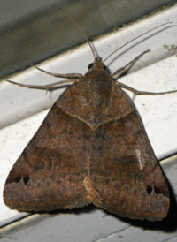 Forage Looper Forage Looper